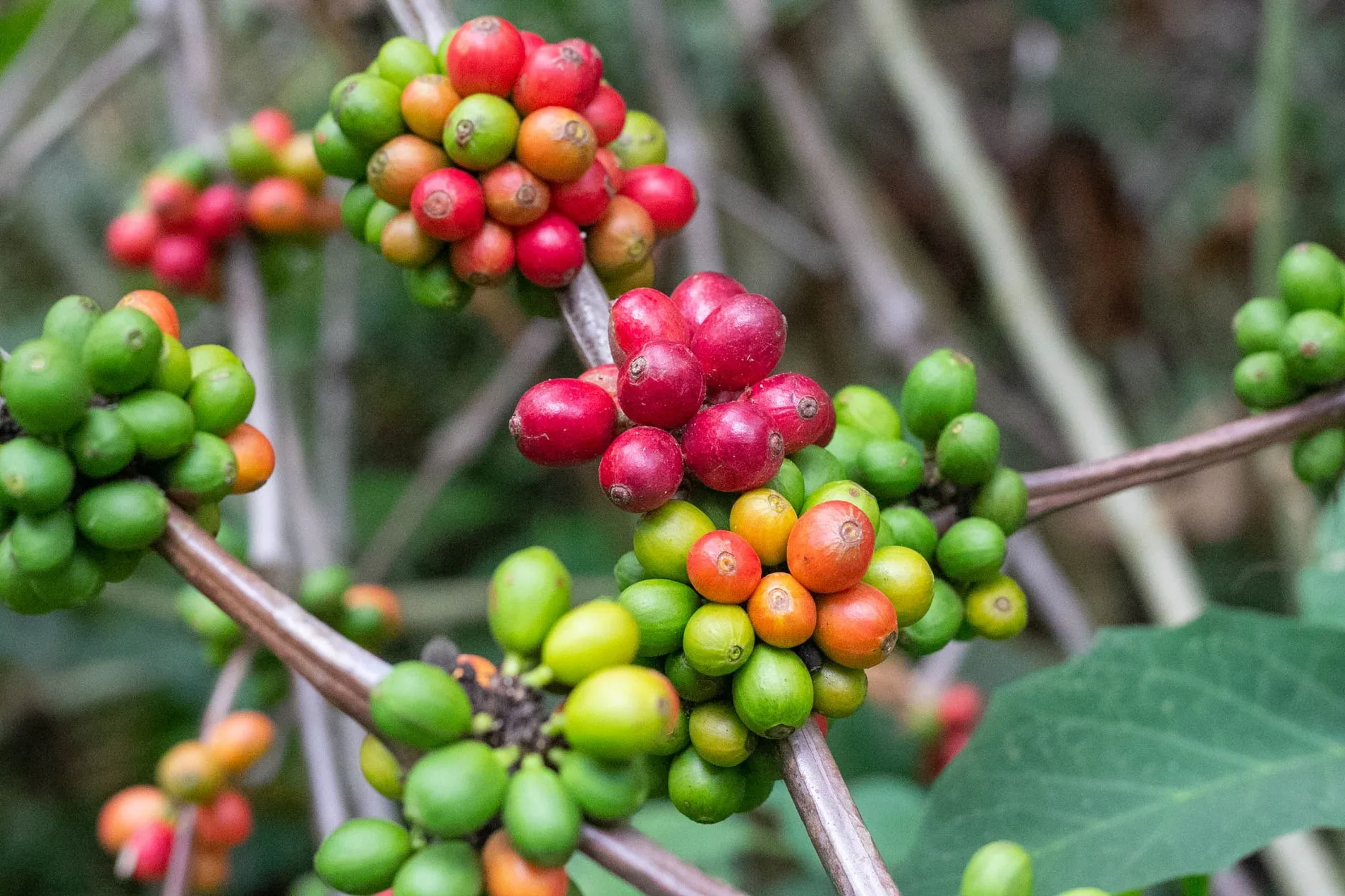 Le café Kona : un arabica d'exception