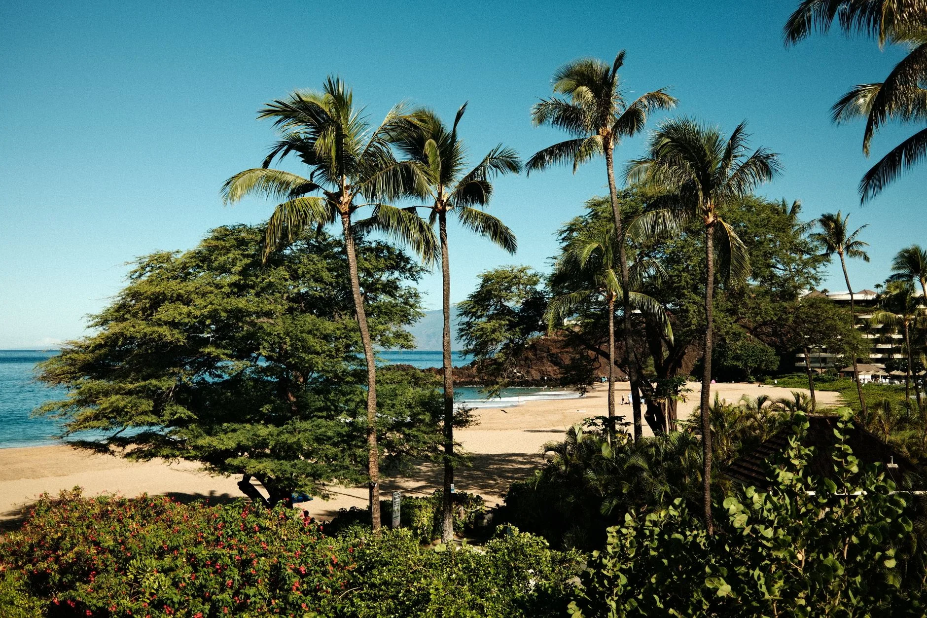 ️ La côte Kohala et les plages de rêve