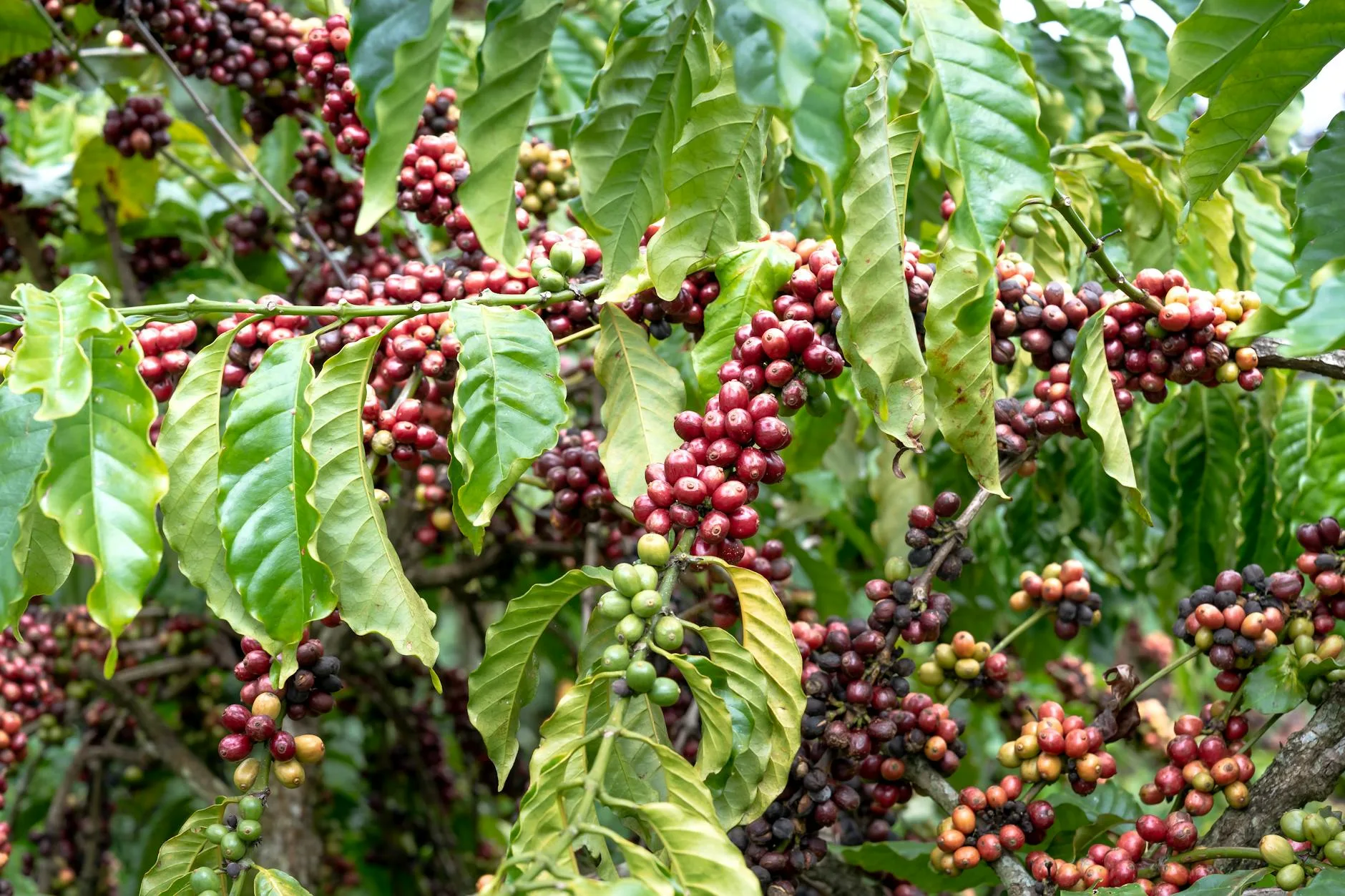 Le café Kona : l'or brun des hauteurs du Big Island