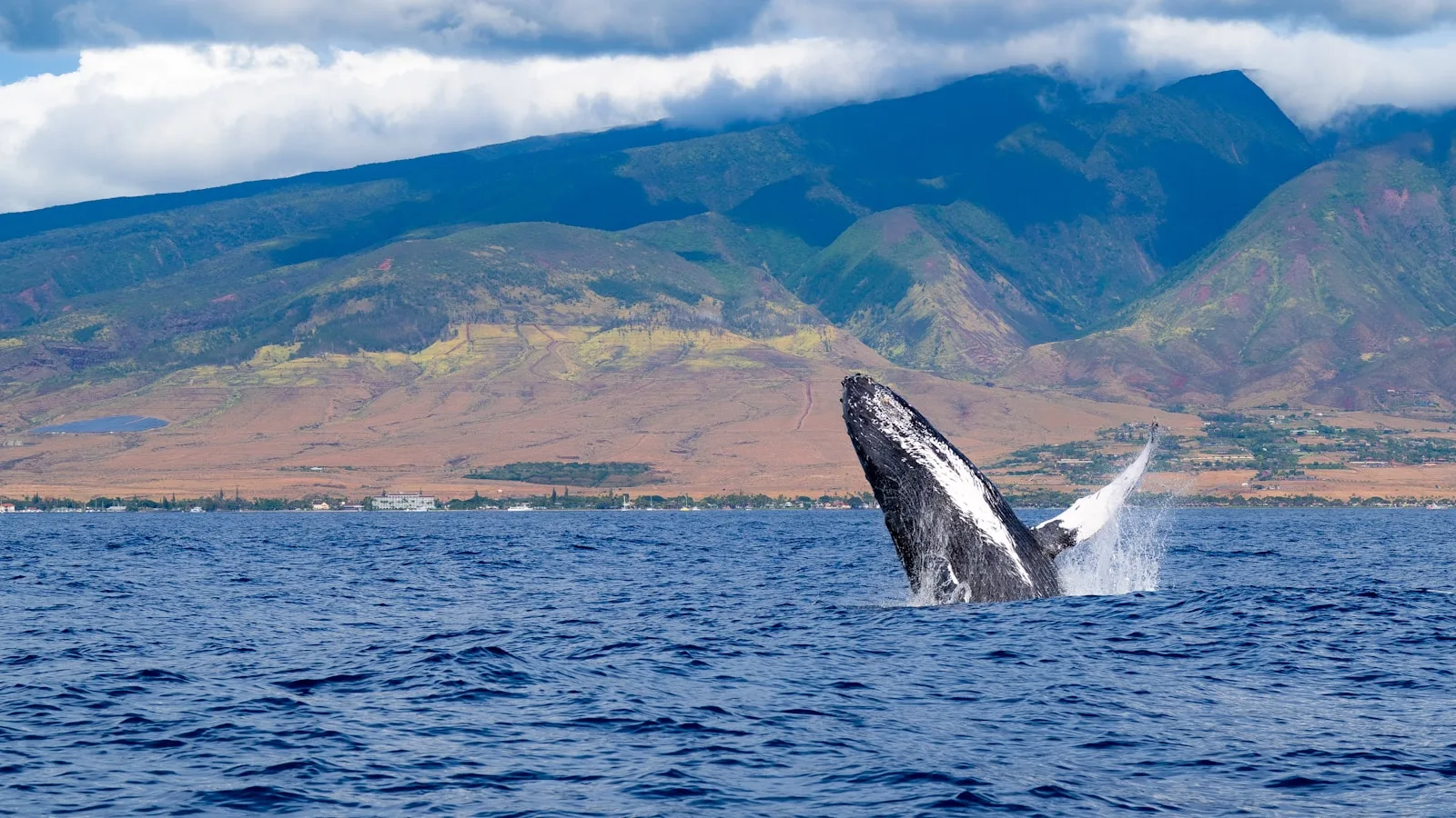 Les activités emblématiques de Lahaina