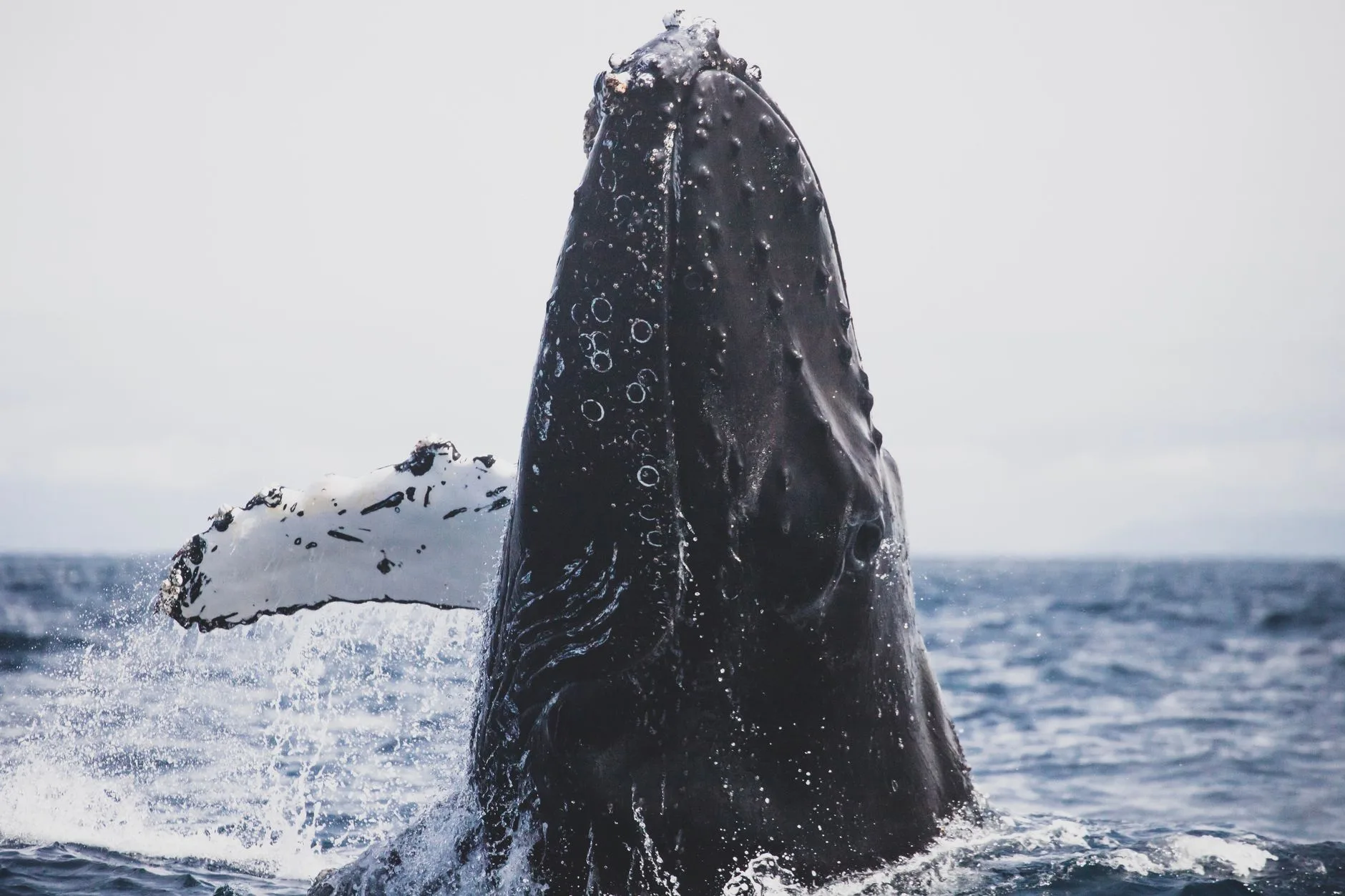 Whale watching : l'expérience unique de Maui